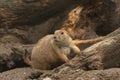 Closeup of a Bobak marmot standing on soil