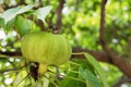 Closeup of Bodhi tree fruit , euphorbiaceae, buddha tree fruit