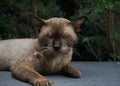 Closeup body and face of dirty hurt injured cat, homeless