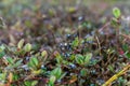 Closeup of bog bilberry, Vaccinium uliginosum flowering plant captured in wilderness