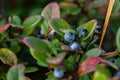 Closeup of bog bilberry, Vaccinium uliginosum flowering plant captured in wilderness