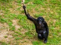 Closeup of a bonobo holding a swing rope, human ape, pygmy chimpanzee, Endangered primate specie from Africa