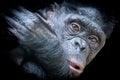 closeup of a bonobo monkey looking forward with eyes open wide