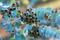 Book-leaf mallee plant Royalty Free Stock Photo