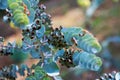 Closeup of Bookleaf mallee plant