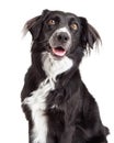 Closeup of Border Collie Mix Breed Dog Royalty Free Stock Photo