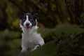 Closeup of a Border Collie sitting on the ground with yellow leaves with open mouth and tongue out Royalty Free Stock Photo