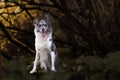 Closeup of a Border Collie sitting on the ground with yellow leaves with open mouth and tongue out Royalty Free Stock Photo