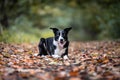 Closeup of a Border Collie sitting on the ground with yellow leaves with open mouth and tongue out Royalty Free Stock Photo