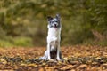 Closeup of a Border Collie sitting on the ground with yellow leaves with open mouth and tongue out Royalty Free Stock Photo