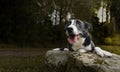 Closeup of a Border Collie sitting on a mossy stone with open mouth and tongue out, paws under head Royalty Free Stock Photo