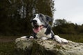 Closeup of a Border Collie sitting on a mossy stone with open mouth and tongue out, paws under head Royalty Free Stock Photo