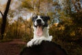 Closeup of a Border Collie sitting on a tree trunk with open mouth and tongue out, paws on it Royalty Free Stock Photo