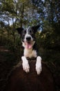 Closeup of a Border Collie sitting on a tree trunk with open mouth and tongue out, paws on it Royalty Free Stock Photo