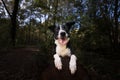 Closeup of a Border Collie sitting on a tree trunk with open mouth and tongue out, paws on it Royalty Free Stock Photo