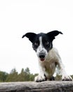 Closeup of a Border Collie sitting on a tree trunk with open mouth and tongue out, paws on it Royalty Free Stock Photo