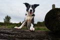 Closeup of a Border Collie sitting on a tree trunk with open mouth and tongue out, paws on it Royalty Free Stock Photo