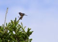 Closeup of a Boreal Chickadee perched on top of a pine tree Royalty Free Stock Photo