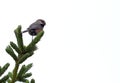 Closeup of a Boreal Chickadee, white background Royalty Free Stock Photo