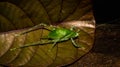 Closeup of Borneo bush cricket.