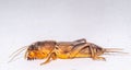 Borneo Mole cricket Royalty Free Stock Photo