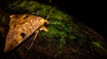 Closeup of Borneo moth Allagrapha aerea