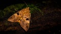 Closeup of Borneo moth Allagrapha aerea