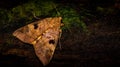 Closeup of Borneo moth allagrapha aerea