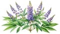 Closeup Botanical Image of Vitex Negundo the FiveLeaved Chaste Tree A Detailed Study of a Medicinal and Herbal Royalty Free Stock Photo