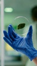 Closeup of botanist researcher holding in hands sample with green leaf