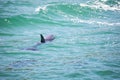 Closeup of a bottlenose dolphin swimming in blue a sea Royalty Free Stock Photo