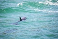 Closeup of a bottlenose dolphin swimming in blue a sea Royalty Free Stock Photo
