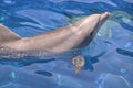 Closeup bottlenose dolphin swimming