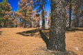 Closeup of bough burned forest of Canary Island