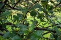 Closeup Bough with leaves Royalty Free Stock Photo