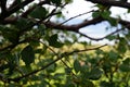 Closeup Bough with leaves Royalty Free Stock Photo