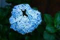 Closeup of a bouquet of blue Hydrangea macrophylla flowers Royalty Free Stock Photo