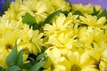 Closeup of a bouquet of bright yellow chrysanthemums in beautiful wrapping paper