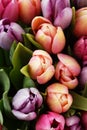 Closeup bouquet of flowers colorful tulips.