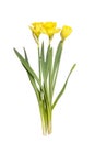 Closeup bouquet of flowers daffodils, three yellow narcissus Royalty Free Stock Photo