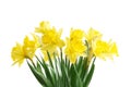 Closeup bouquet of flowers daffodils, yellow narcissus Royalty Free Stock Photo