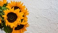 Closeup of a bouquet with flowers of sunflowers on white background Royalty Free Stock Photo