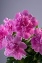 closeup bouquet of fresh pink peony flowers on gray background Royalty Free Stock Photo