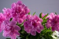 closeup bouquet of fresh pink peony flowers on gray background Royalty Free Stock Photo