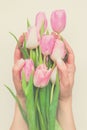 Closeup bouquet of gentle pink tulips in female hands on beige background Royalty Free Stock Photo