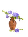 Closeup bouquet Lesser periwinkle in the clay jug