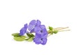 Closeup bouquet of Lesser periwinkle isolated on w