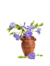 Close-up bouquet of Lesser periwinkle in the clay pitcher