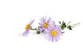 Closeup of bouquet of Michaelmas daisies isolated on white