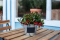 Closeup of bouquet of mistletoe on sale in Christmas market. Christmas berry holly tree in potted. Xmas home decorative flower on Royalty Free Stock Photo